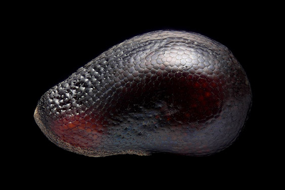 Hylocereus undatus - dragon fruit