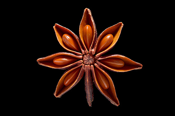 Illicium verum - star anise