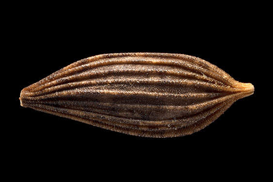 Lactuca sativa var crispa - lettuce