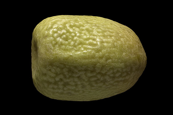 Lathyrus tuberosus - earthnut pea