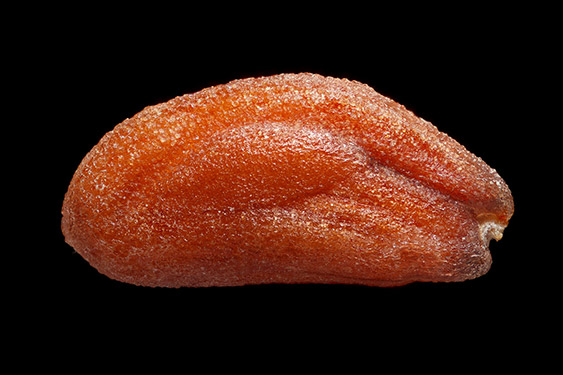 Lepidium sativum - garden kre -