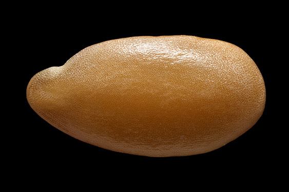 Linum usitati - imum - linseed