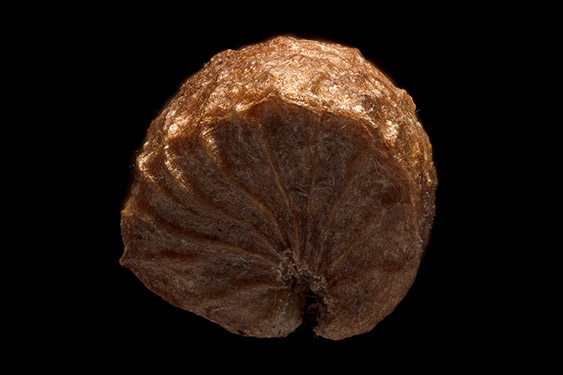 Malva verticillata - cluster mallow