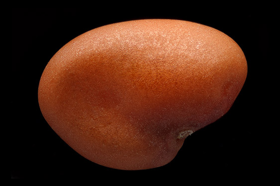 Medicago sativa - yellow alfalfa