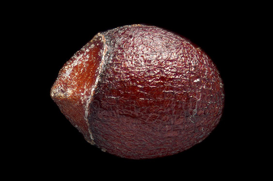 Mentha × piperita - peppermint