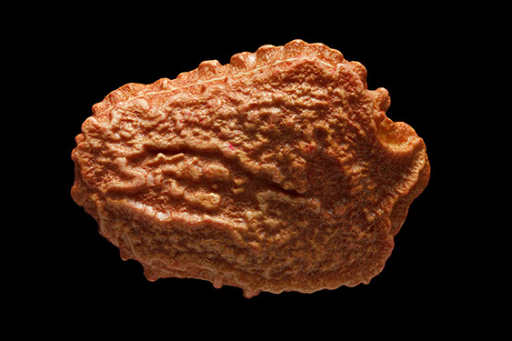 Momordica charantia - bitter melon