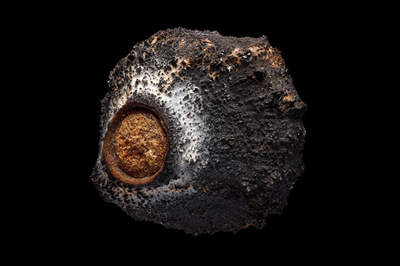 Musa acuminata - dwarf banana