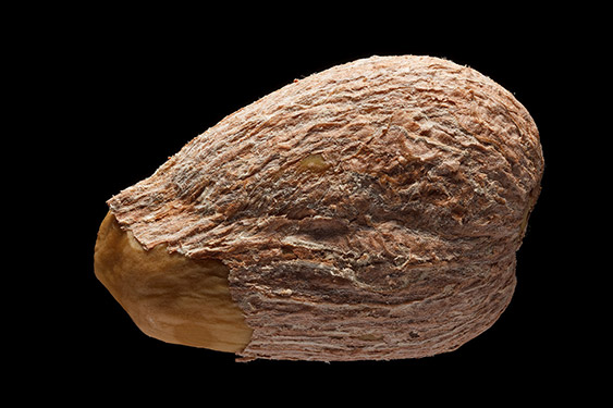 Nephelium lappaceum - rambutan