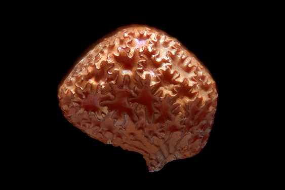 Nicotiana tabacum - tobacco