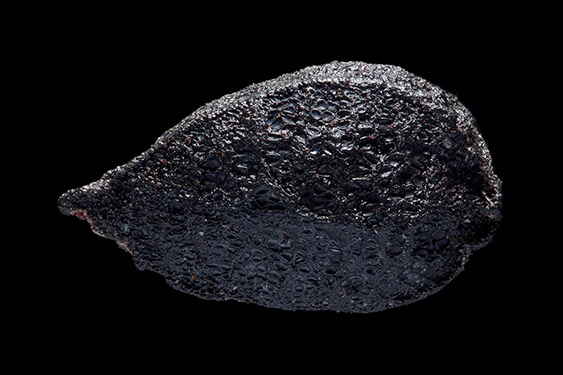 Nigella sativa - blackcaraway