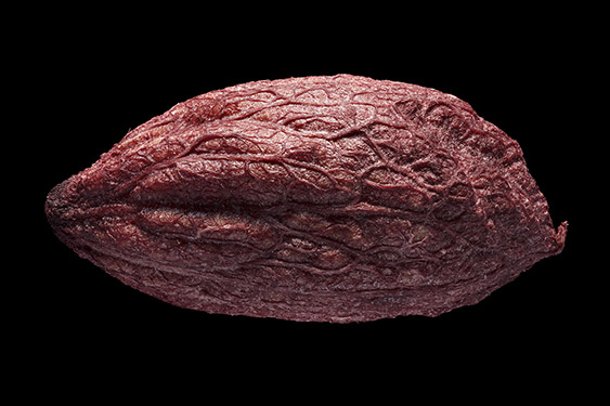 Olea europaea - kalamataolive