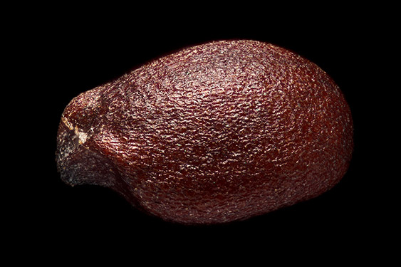 Origanum vulgare - oregano