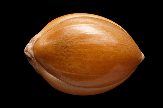 Panicum miliaceum - millet