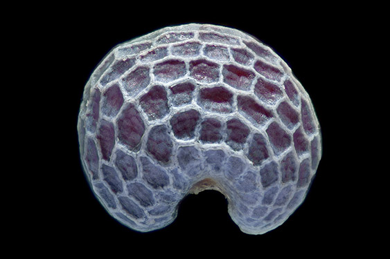Papaver somniferum - bread seed poppy