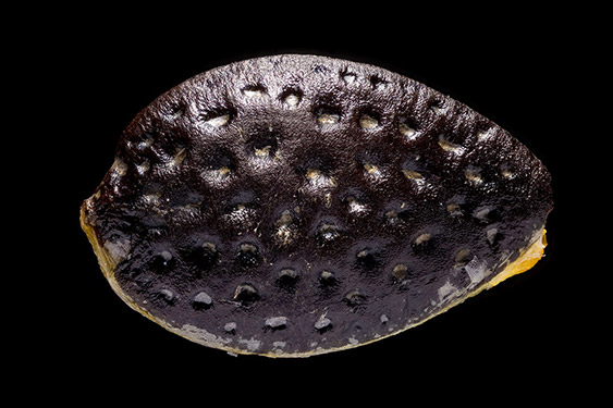 Pa - iflora edulis - maracuja