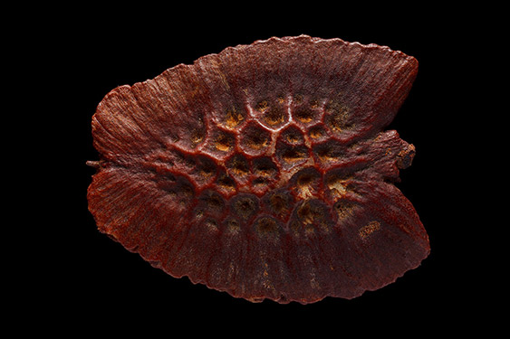 Pa - iflora quadrangularis - giant granadilla