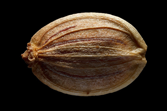 Pastinaca sativa - parsnip