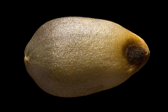 Pennisetum americanum - pearl millet