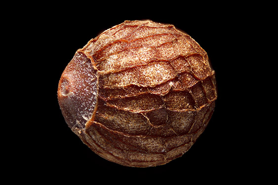 Perilla frutescens - perilla