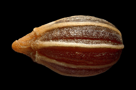 Petroselinum crispum - parsley