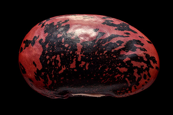 Phaseolus coccineus - scarlet runner bean