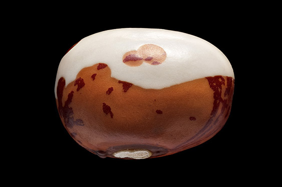 Phaseolus vulgaris - common bean