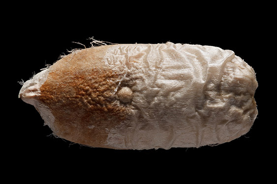 Phoenix dactylifera - date