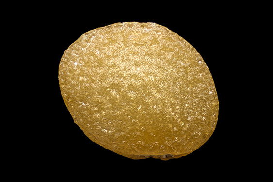 Physalis peruviana - ground cherry