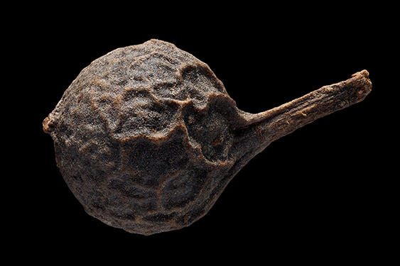 Piper cubeba - cubeb pepper