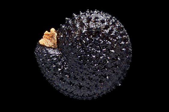 Portulaca oleracea - purslane