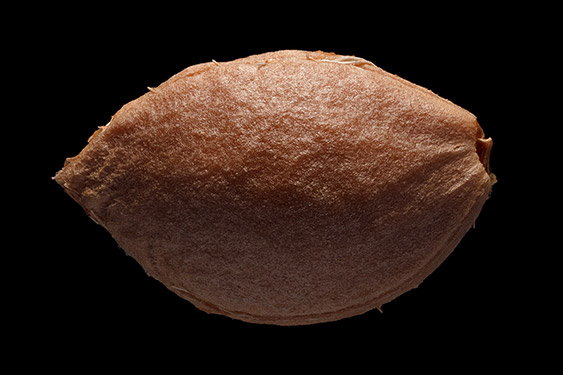 Prunus cerasifera - cherry plum