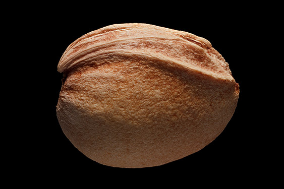 Prunus cerasus - cherry