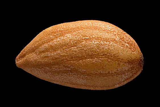 Prunus mahaleb - mahleb