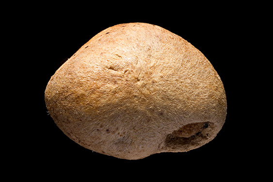 Psidium cattleianum - strawberry guava