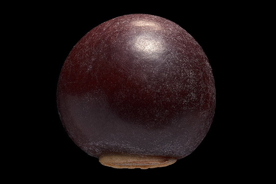 Psophocarpus tetragonolobus - goa bean