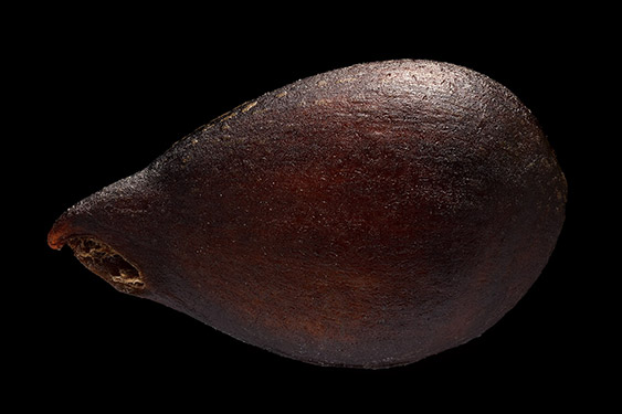 Pyrus communis - pear