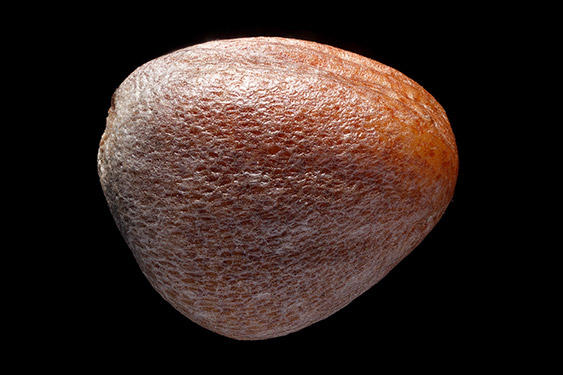 Raphanus sativus - radish