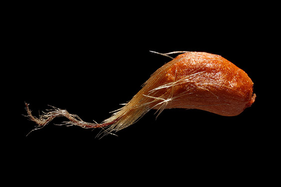 Rose spp. - rose hip