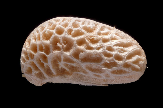 Rubus idaeus - raspberry