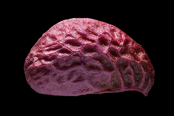 Rubus sect. Rubus - blackberry