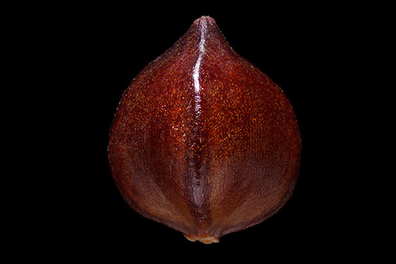 Rumex sanguineus - bloody dock