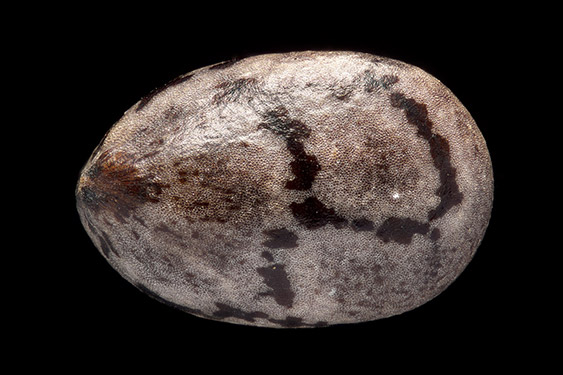 Salvia hispanica - chia