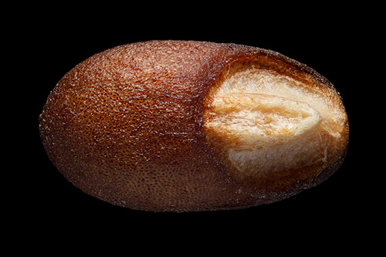 Salvia rosmarinus - rosemary