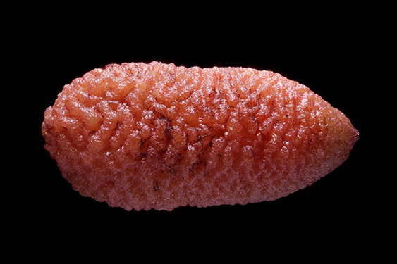 Sambucus nigra - elderberry