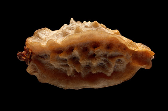 Sanguisorba minor - salad burnet