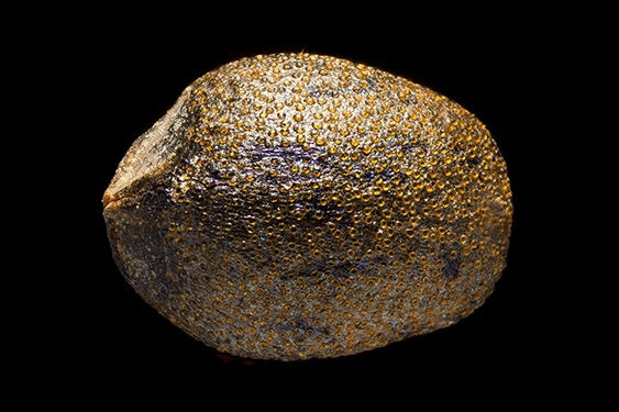 Satureja hortensis - summersavory