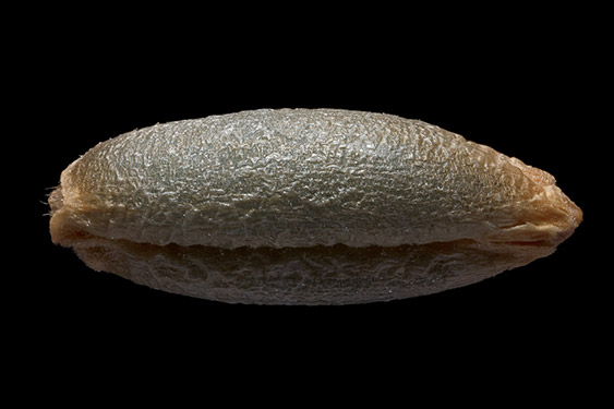 Secale cereale - rye