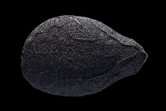 Sesamum indicum - black sesame