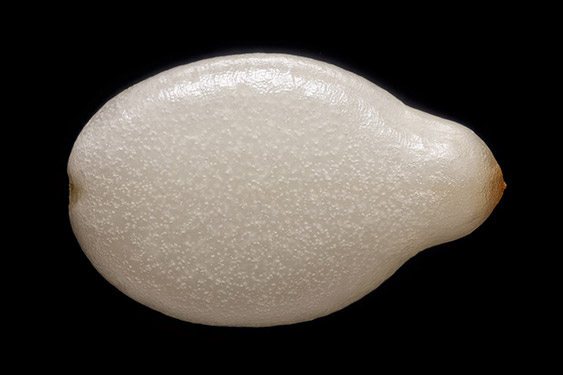 Sesamum indicum - white sesame