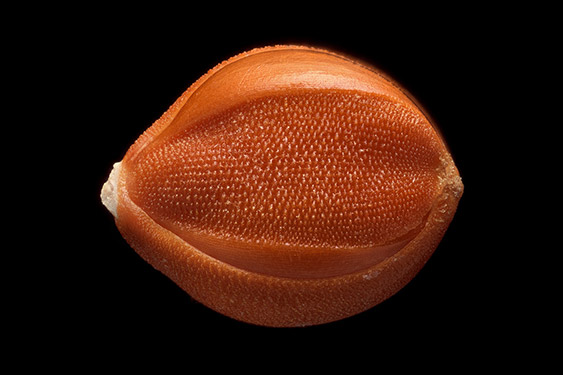 Setaria italica - foxtail millet